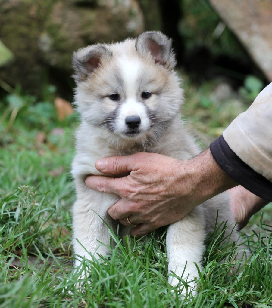 Nuance De La Fleur De Vie - Chiot disponible  - Berger islandais