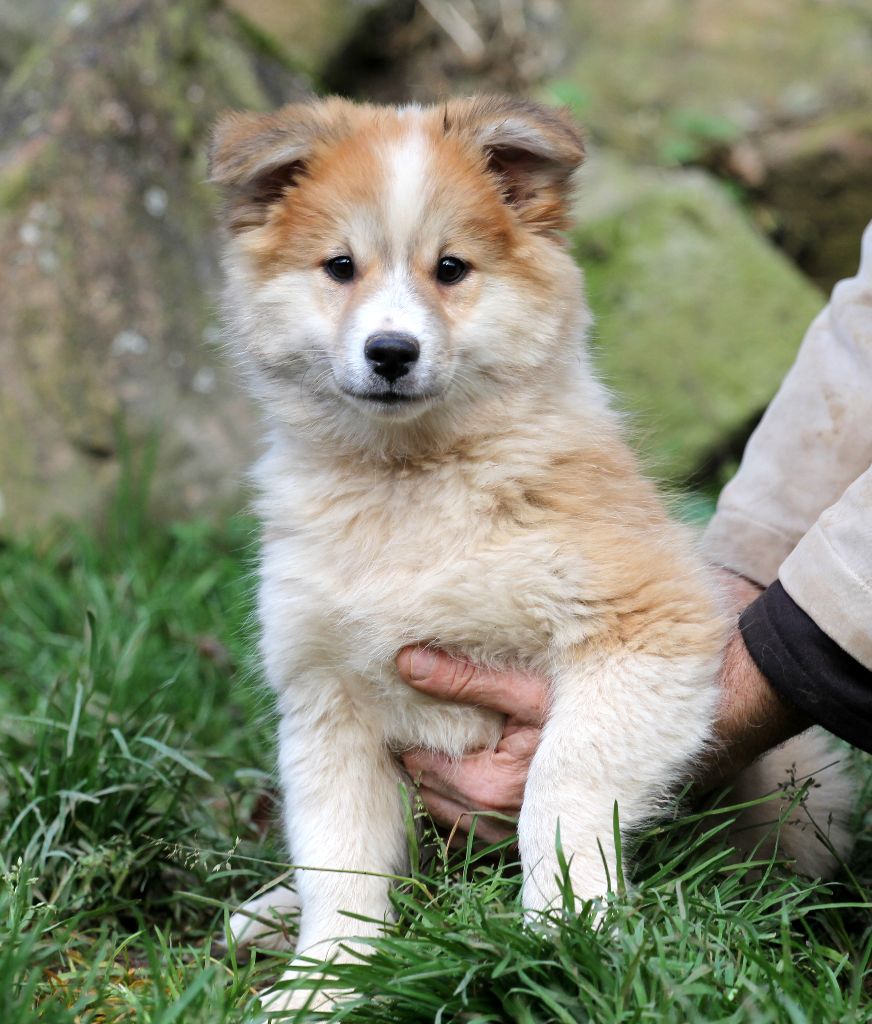 Nuance De La Fleur De Vie - Chiot disponible  - Berger islandais