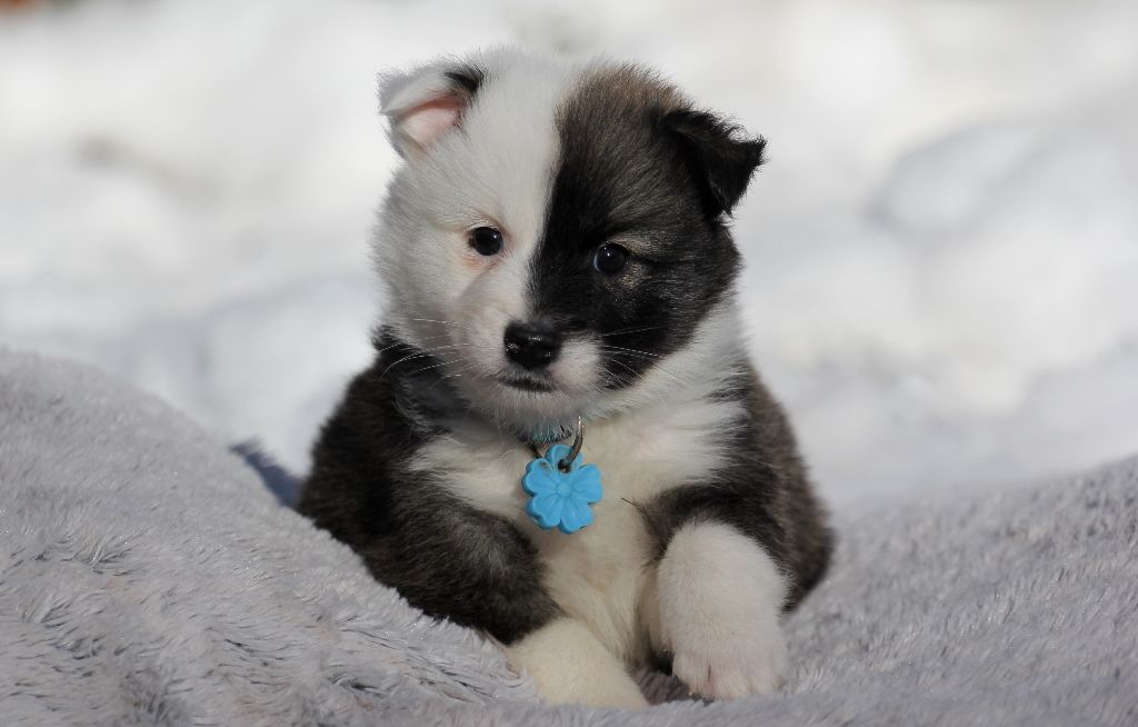 Nuance De La Fleur De Vie - Chiot disponible  - Berger islandais