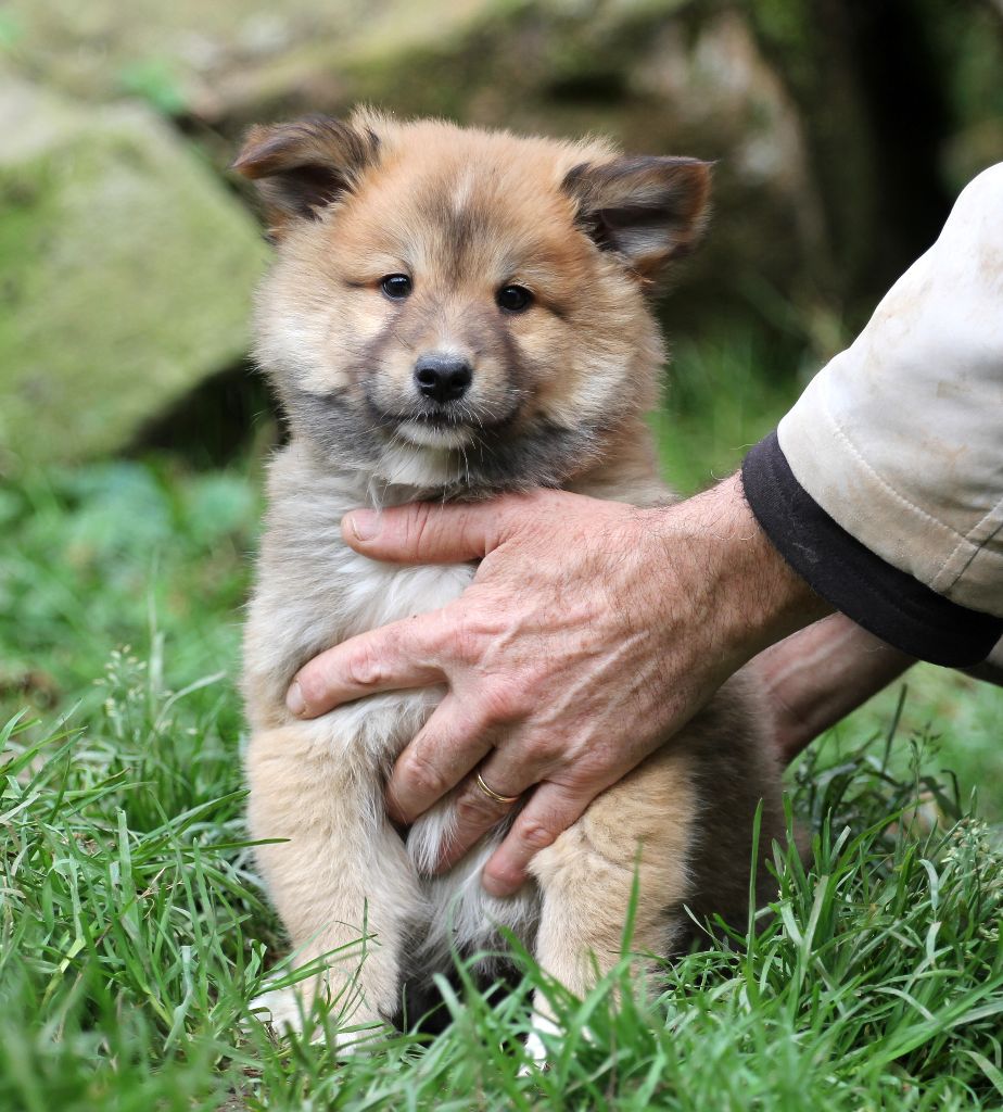 Nuance De La Fleur De Vie - Chiot disponible  - Berger islandais