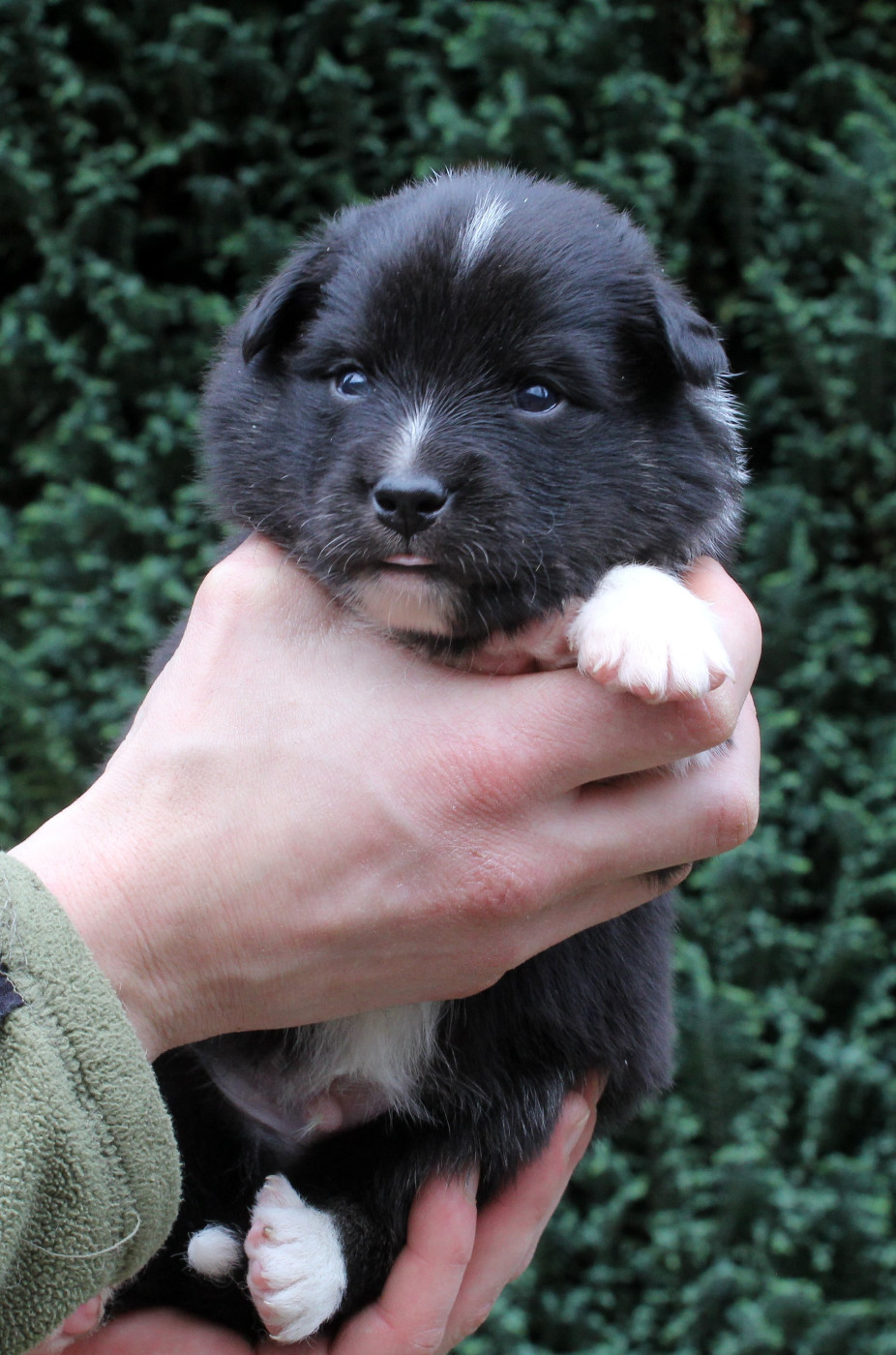 Nuance De La Fleur De Vie - Chiots disponibles - Berger islandais