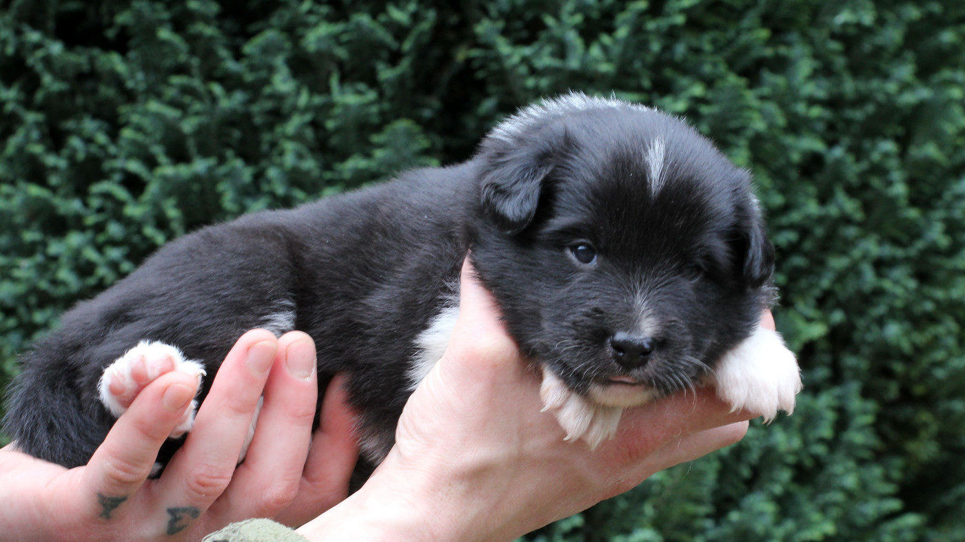 Nuance De La Fleur De Vie - Chiots disponibles - Berger islandais