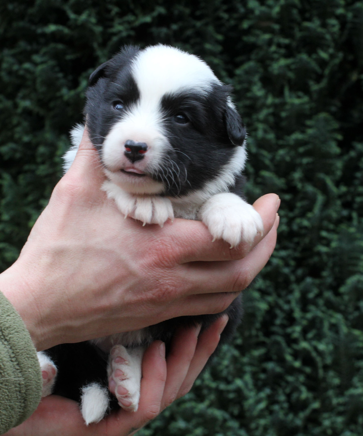 Nuance De La Fleur De Vie - Chiots disponibles - Berger islandais