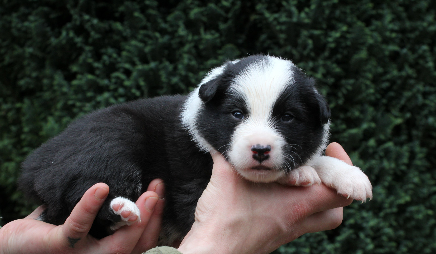 Nuance De La Fleur De Vie - Chiots disponibles - Berger islandais