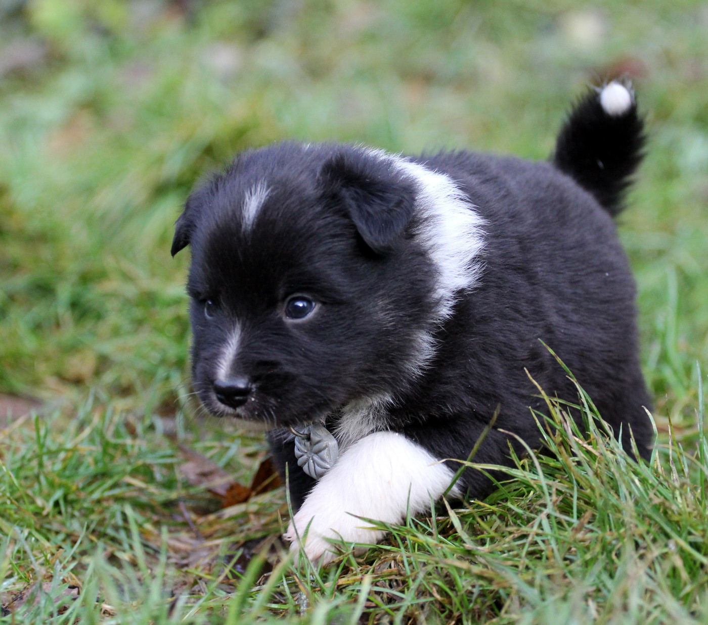 Nuance De La Fleur De Vie - Chiots disponibles - Berger islandais