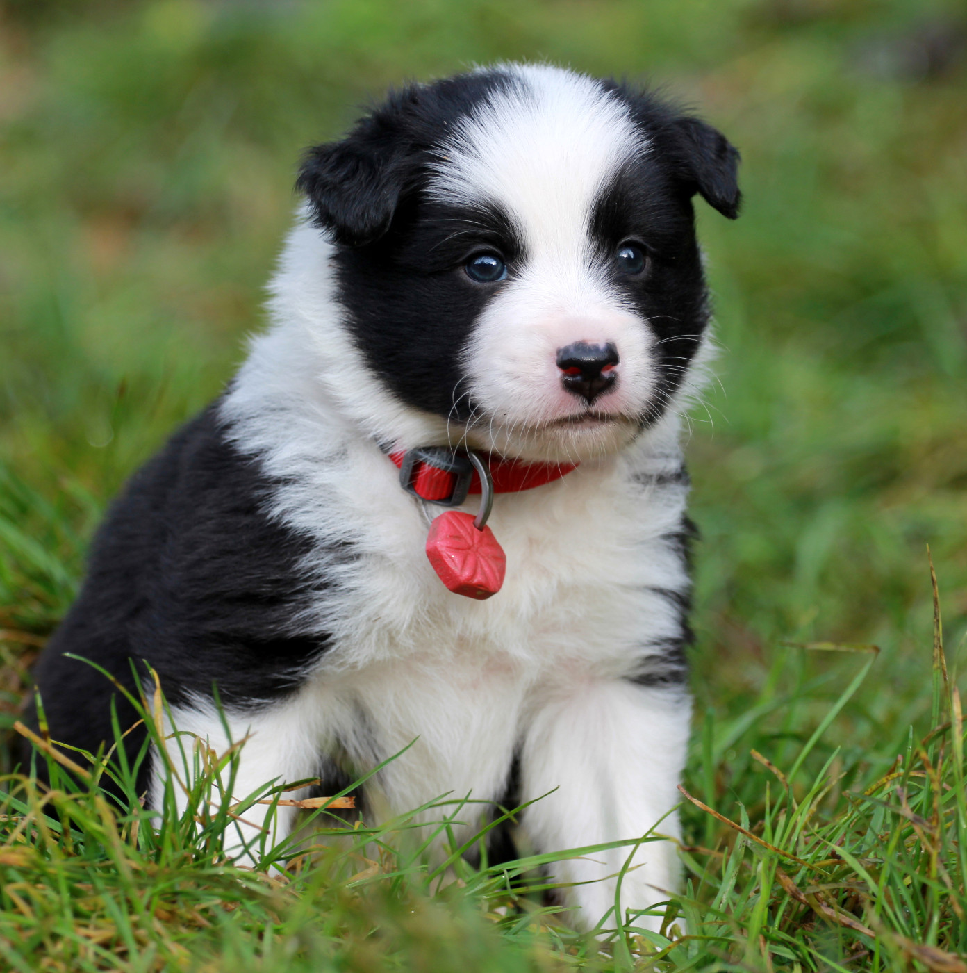 Nuance De La Fleur De Vie - Chiots disponibles - Berger islandais