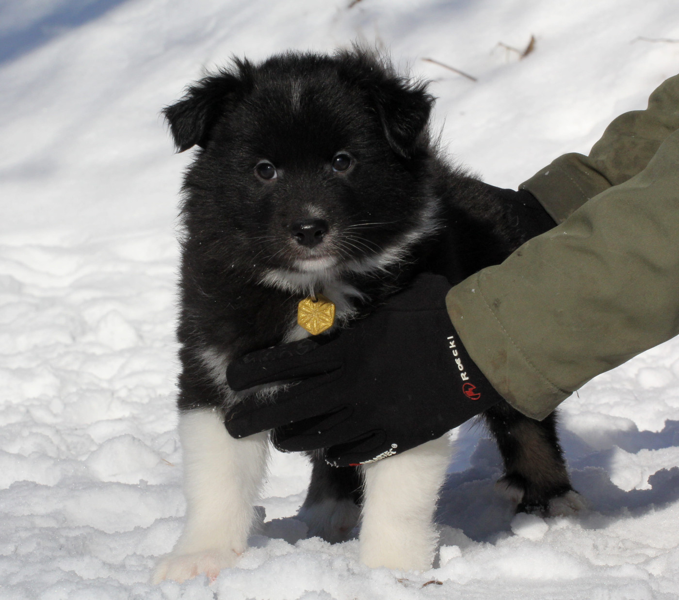 Nuance De La Fleur De Vie - Chiots disponibles - Berger islandais