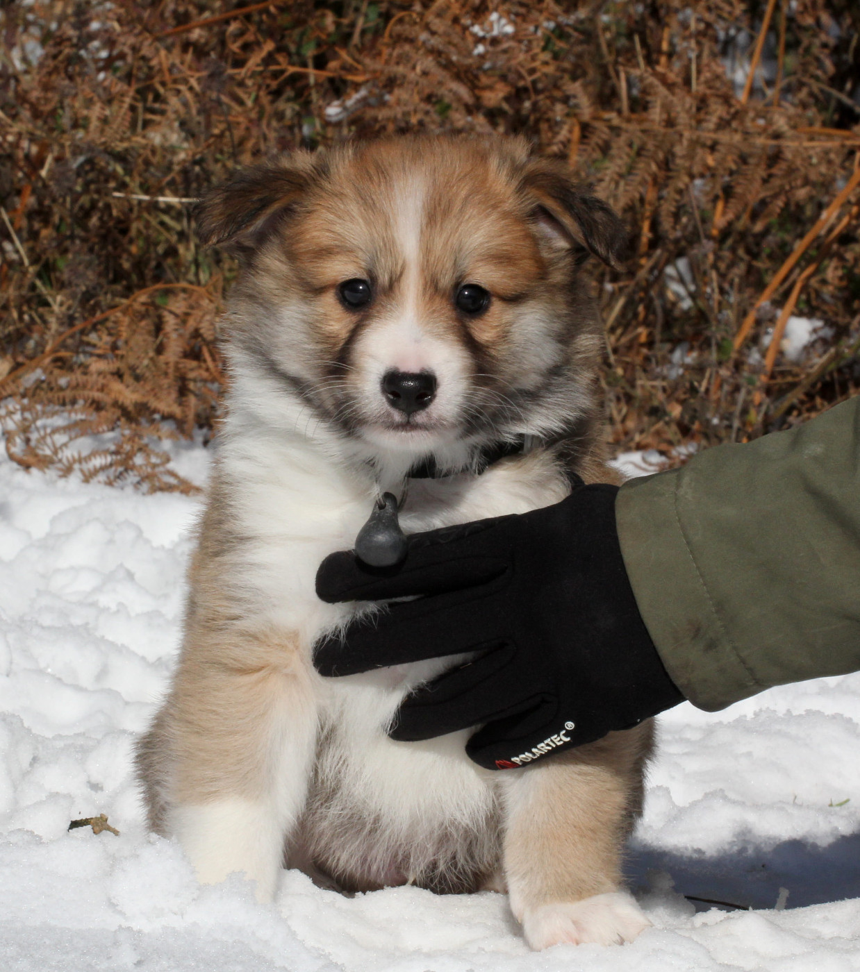 Nuance De La Fleur De Vie - Chiots disponibles - Berger islandais