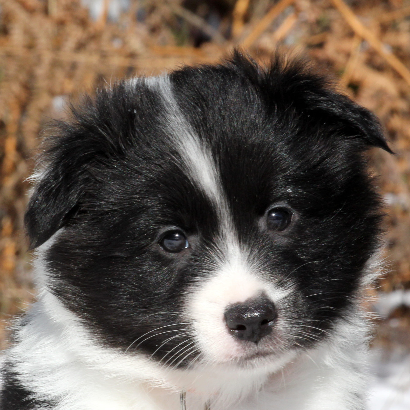 Nuance De La Fleur De Vie - Chiots disponibles - Berger islandais