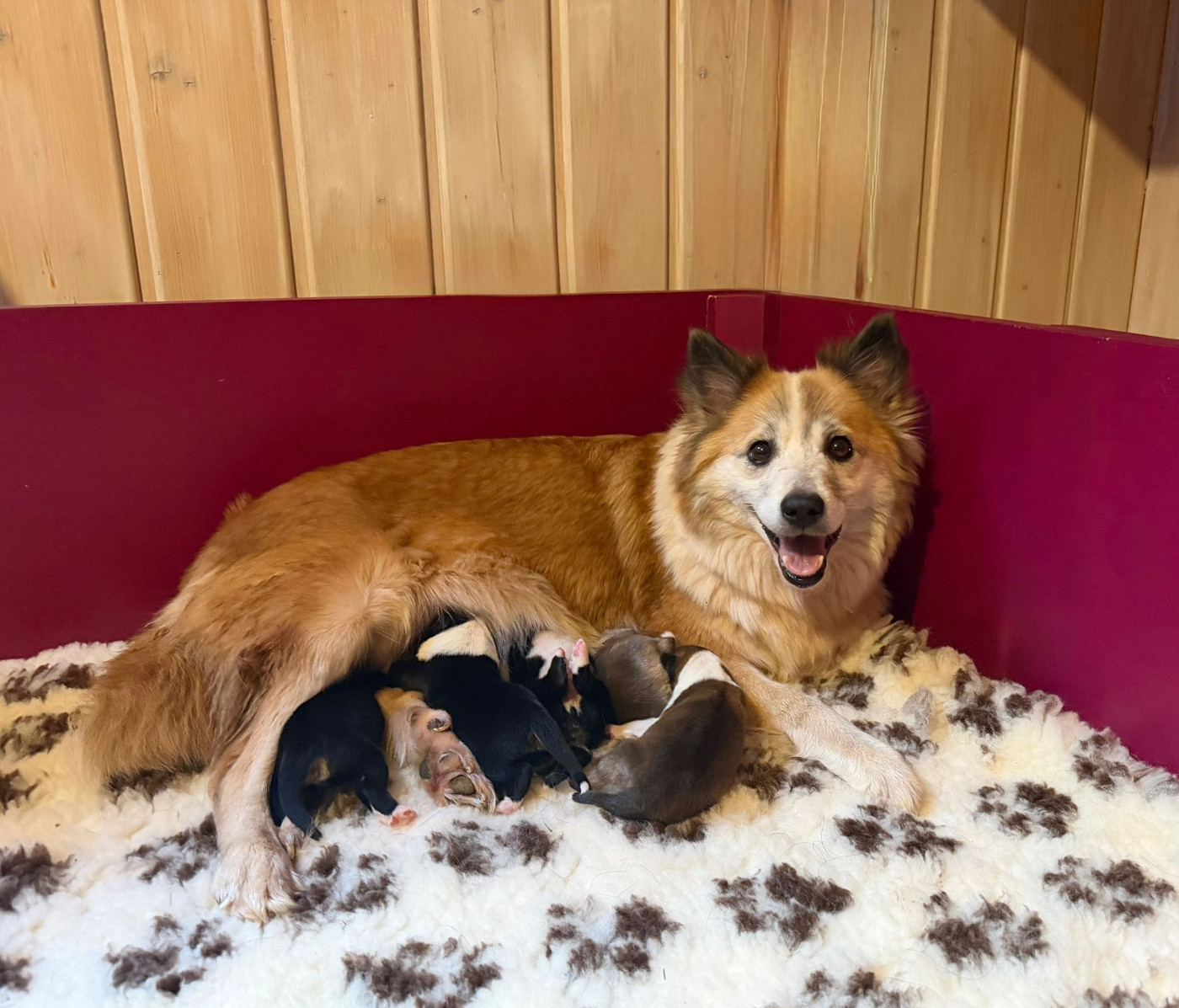 Chiot Berger islandais Nuance De La Fleur De Vie