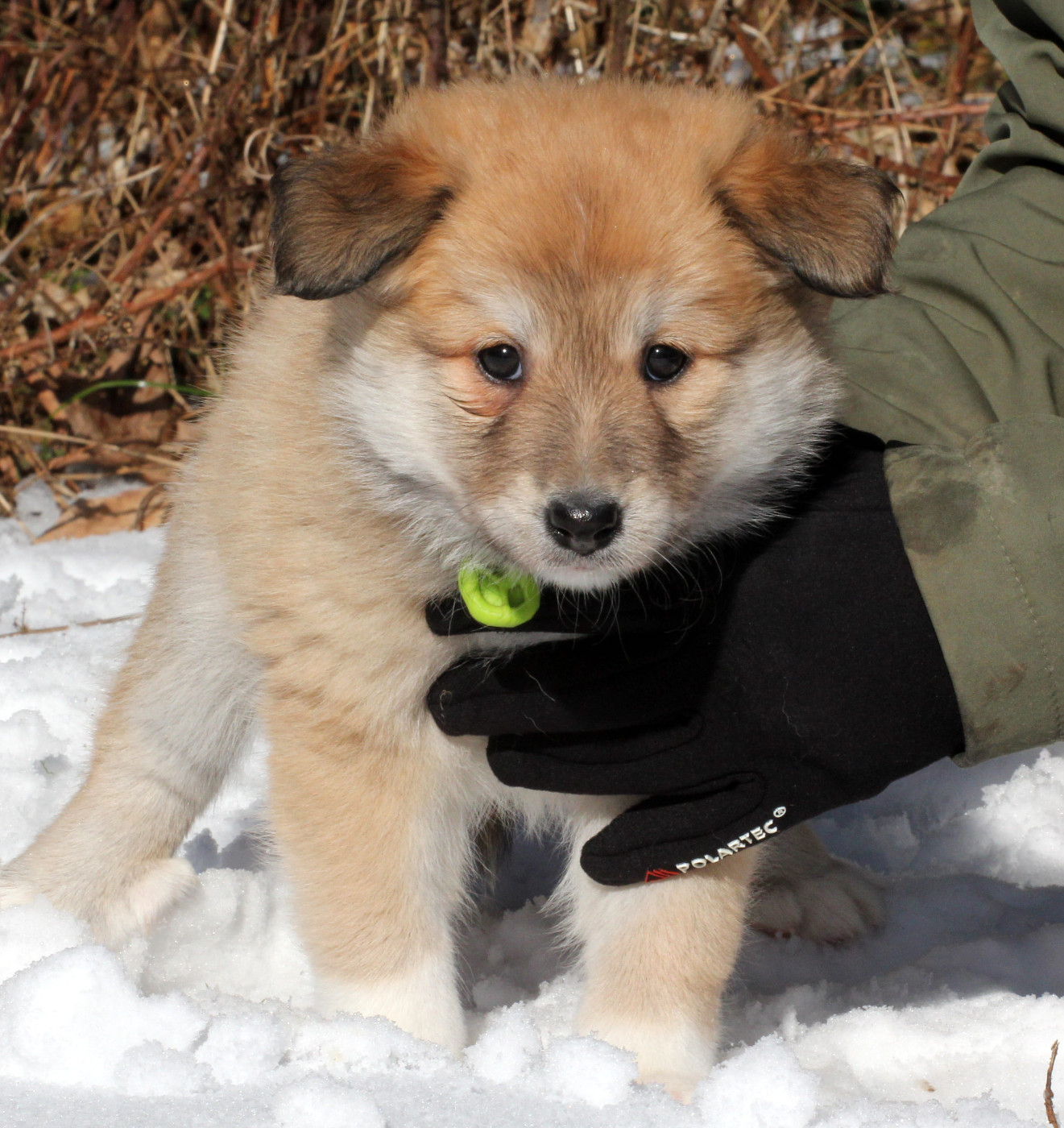 Nuance De La Fleur De Vie - Chiots disponibles - Berger islandais