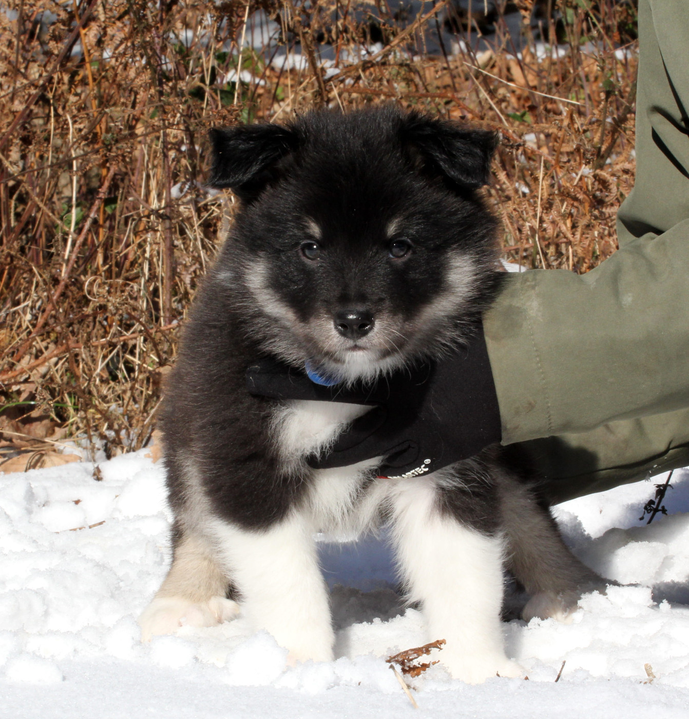Nuance De La Fleur De Vie - Chiots disponibles - Berger islandais