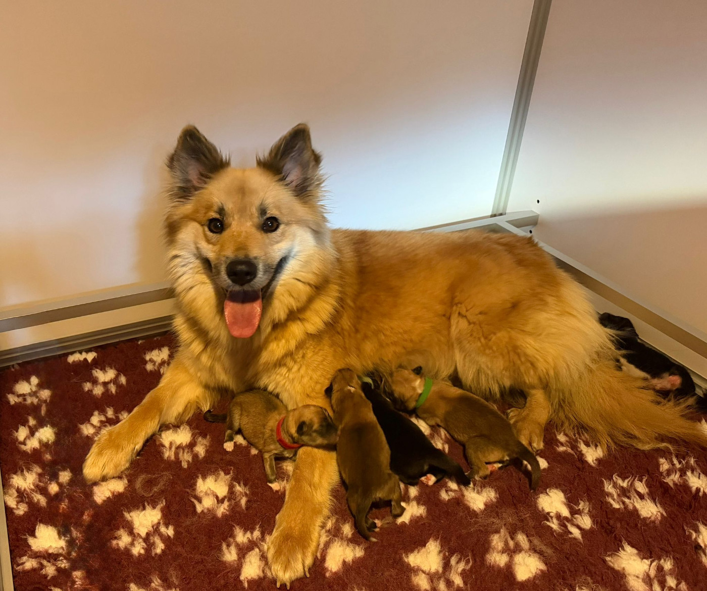 Chiot Berger islandais Nuance De La Fleur De Vie