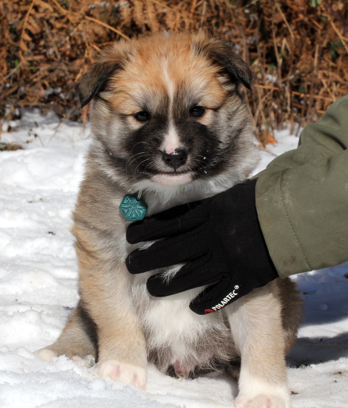 Nuance De La Fleur De Vie - Chiots disponibles - Berger islandais