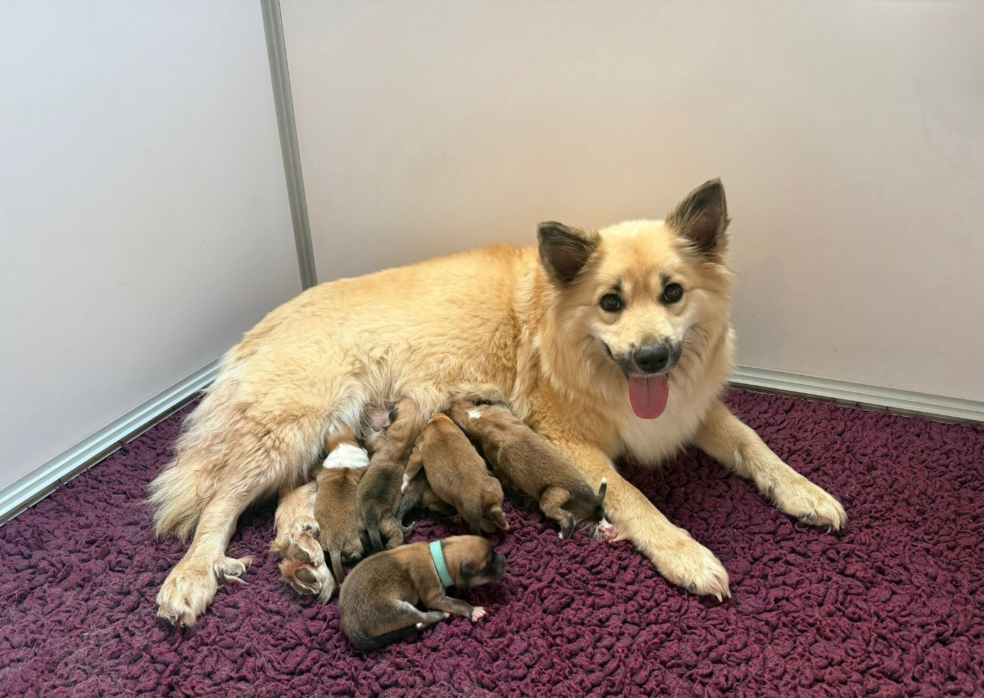 Chiot Berger islandais Nuance De La Fleur De Vie