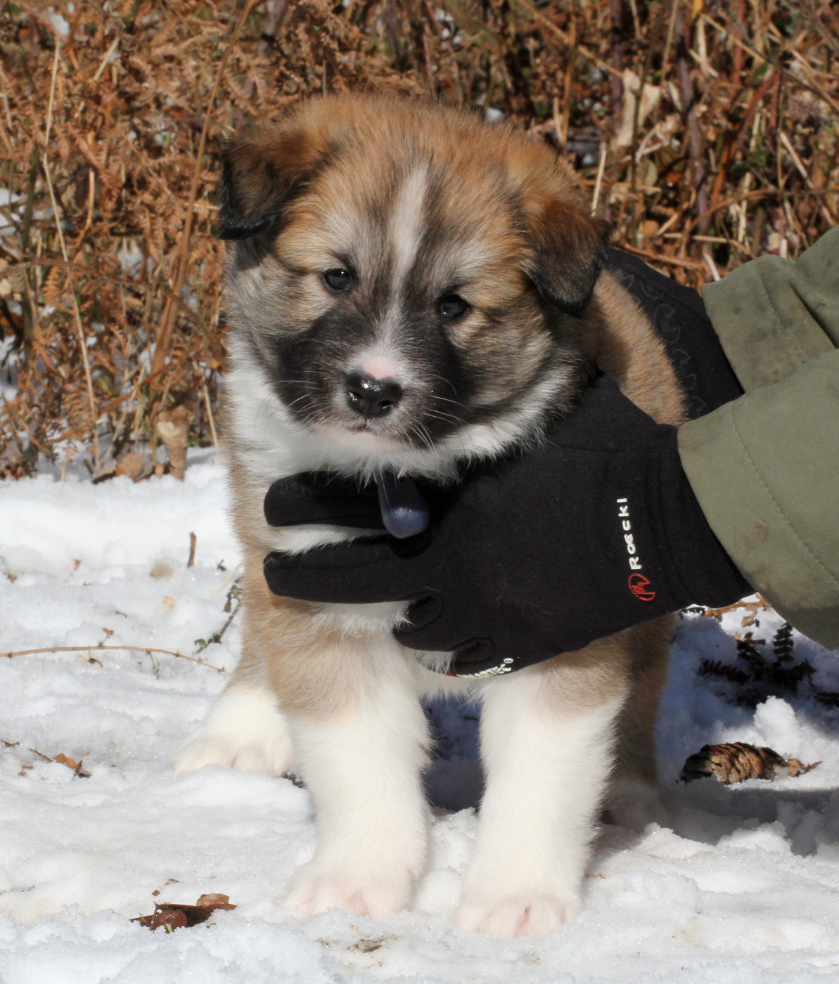 Nuance De La Fleur De Vie - Chiots disponibles - Berger islandais