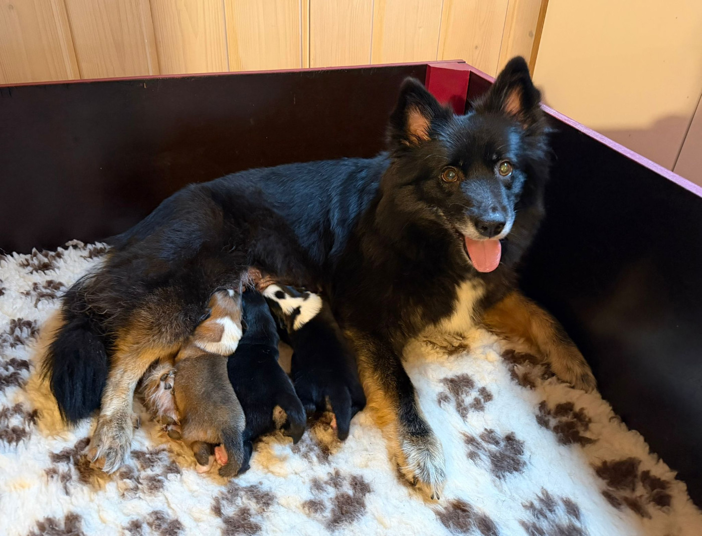 Chiot Berger islandais Nuance De La Fleur De Vie