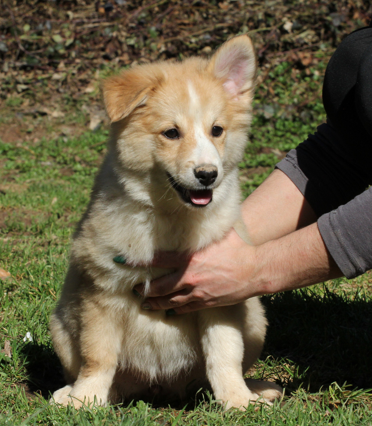 Nuance De La Fleur De Vie - Chiots disponibles - Berger islandais