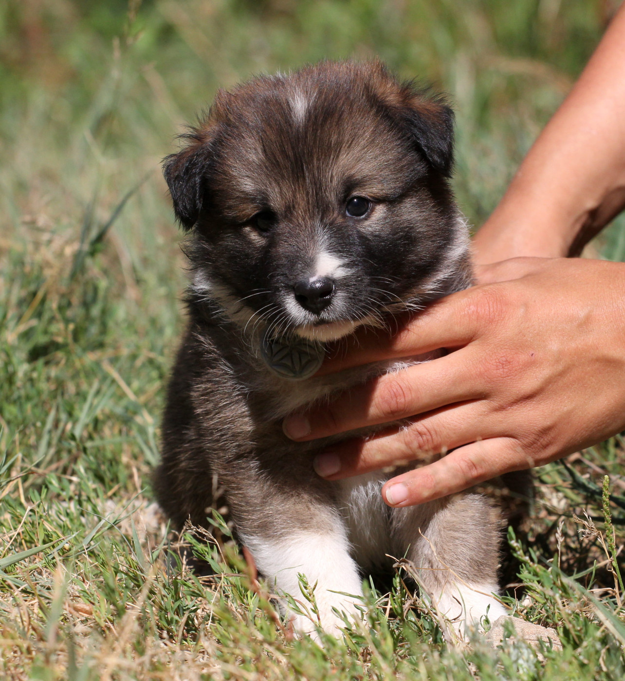 Nuance De La Fleur De Vie - Chiots disponibles - Berger islandais