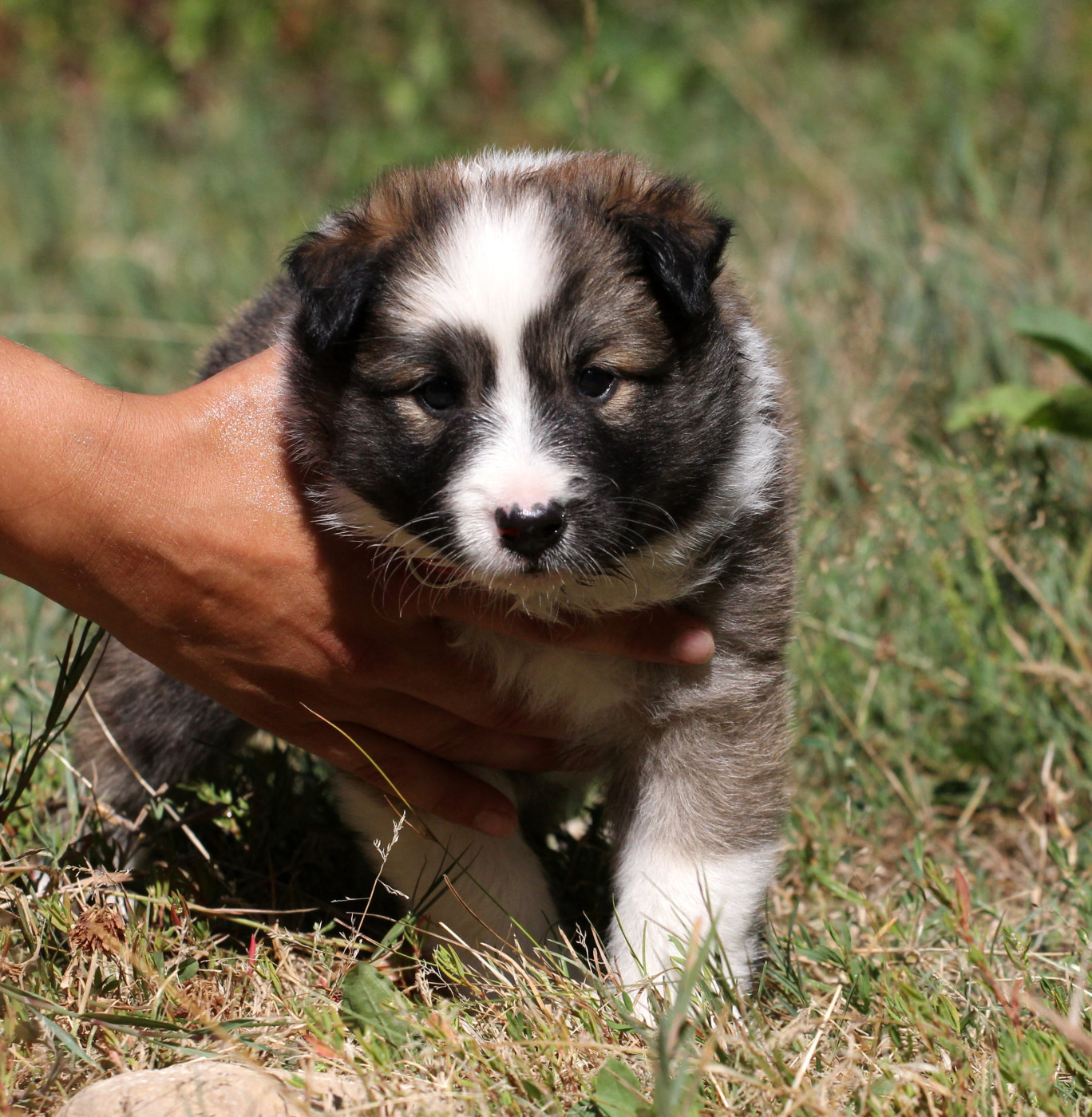 Nuance De La Fleur De Vie - Chiots disponibles - Berger islandais