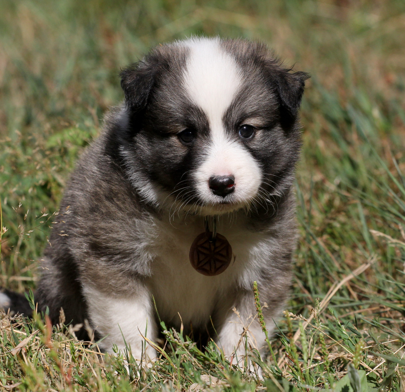 Nuance De La Fleur De Vie - Chiots disponibles - Berger islandais