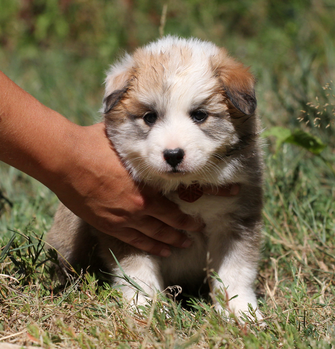 Nuance De La Fleur De Vie - Chiots disponibles - Berger islandais