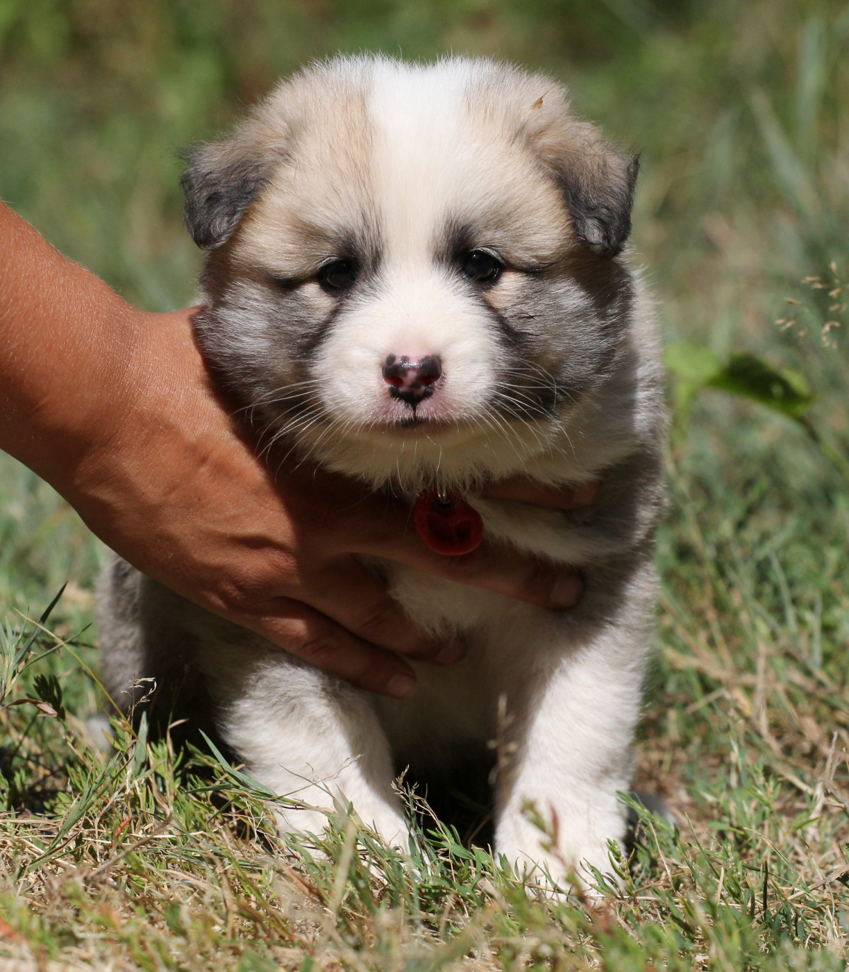Nuance De La Fleur De Vie - Chiots disponibles - Berger islandais