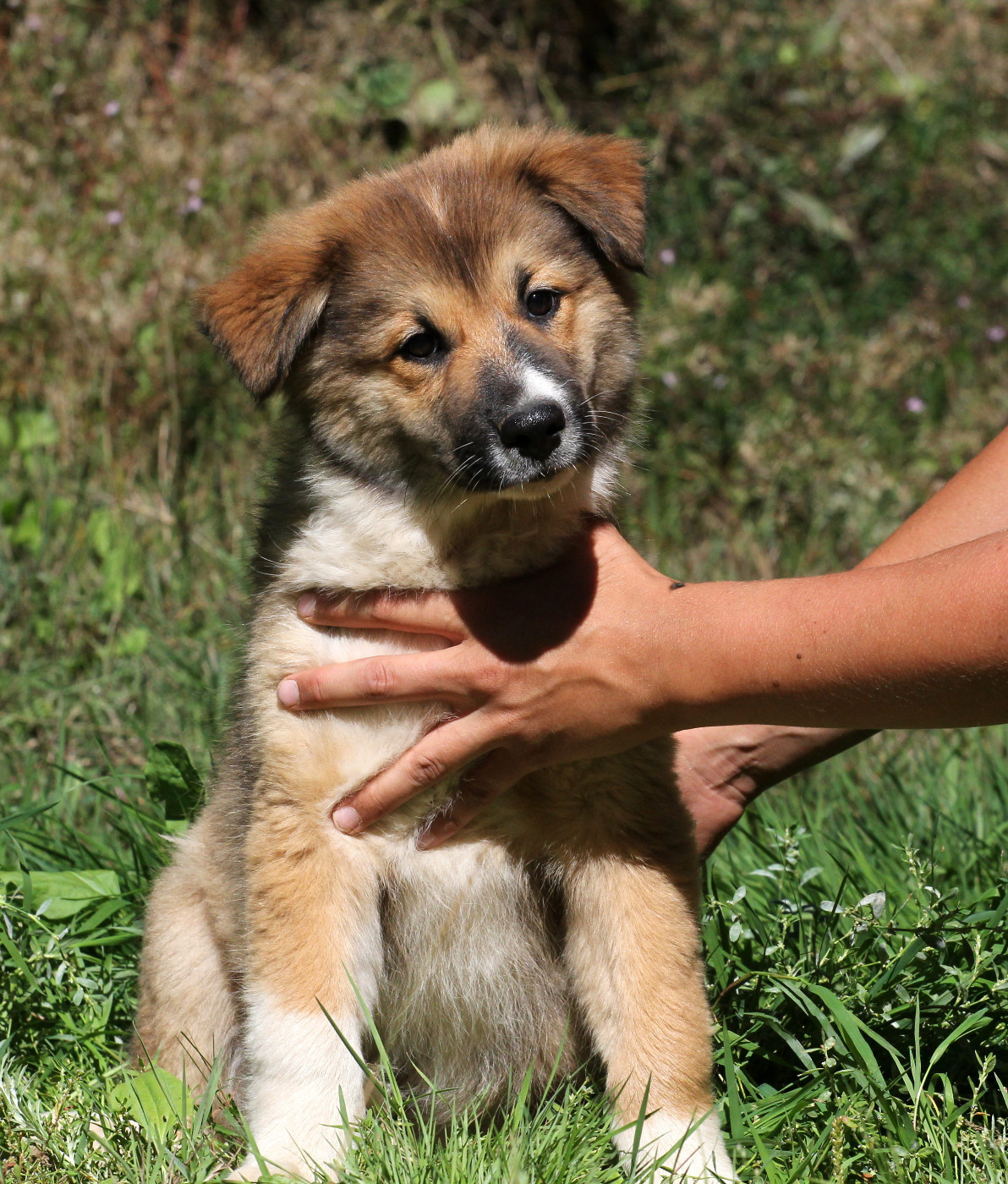 Nuance De La Fleur De Vie - Chiots disponibles - Berger islandais