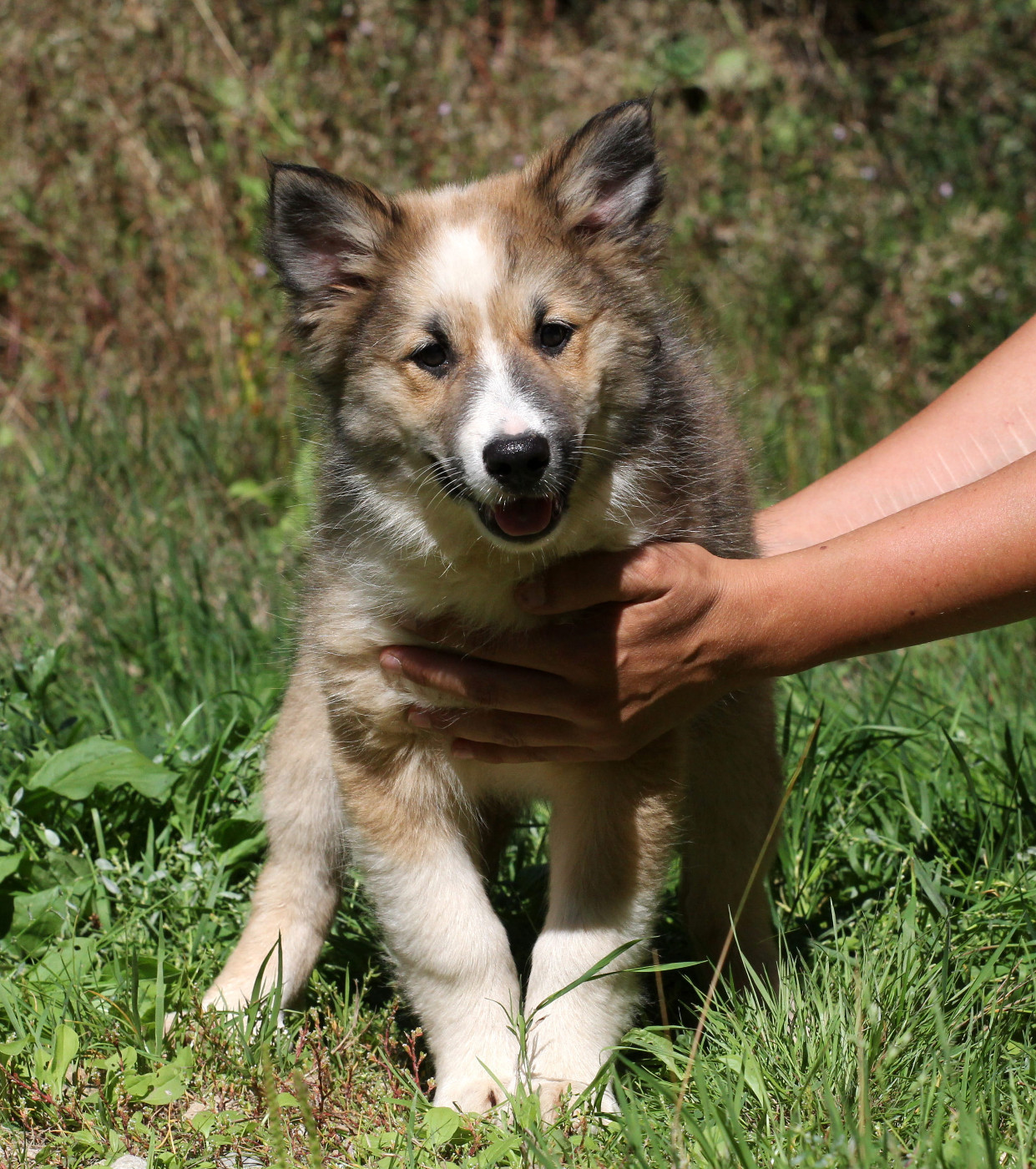 Nuance De La Fleur De Vie - Chiots disponibles - Berger islandais
