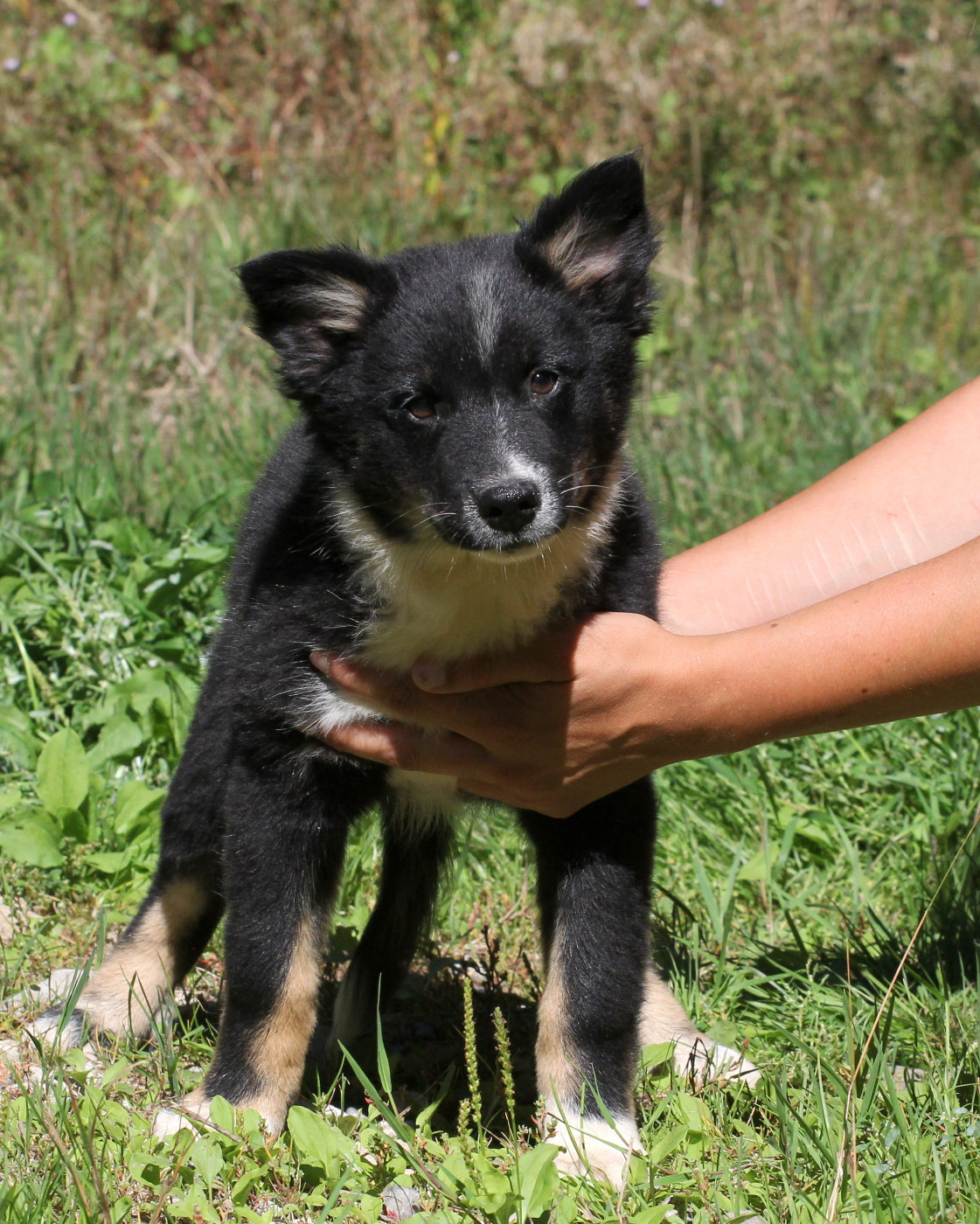 Nuance De La Fleur De Vie - Chiots disponibles - Berger islandais