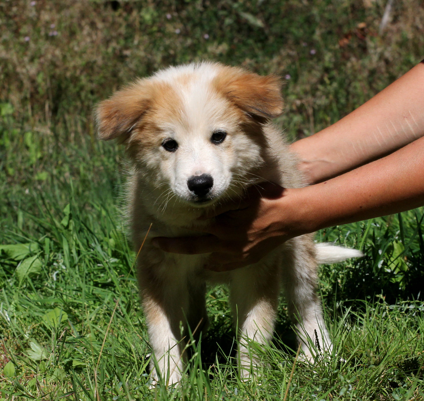 Nuance De La Fleur De Vie - Chiots disponibles - Berger islandais